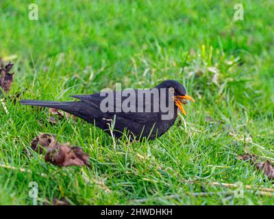 Maschio di Merlo Turdus merula trovare worm nella siepe Foto Stock