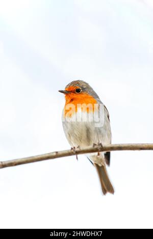 Il pettirosso o melograno Nightingale è una specie di uccello della famiglia dei Psaccini. Erithacus rubecula Foto Stock