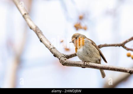 Il pettirosso o melograno Nightingale è una specie di uccello della famiglia dei Psaccini. Erithacus rubecula Foto Stock