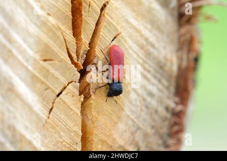 Coleottero cappuccino (nome latino: Bostrichus capucinus - Bostrychidae) - insetto seduto su legno di quercia. E' una peste tecnica di legno. Foto Stock