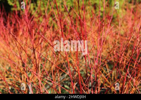 Arbusto architettonico cornus con steli rossi e arancioni senza fogliame in inverno Foto Stock