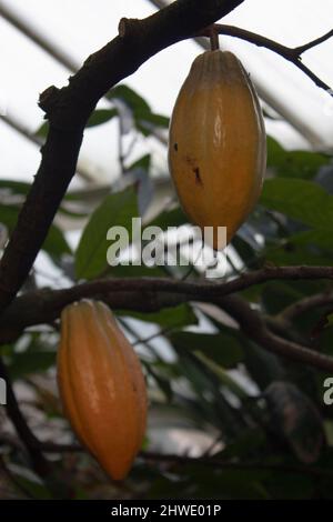 Cacao sul cacao teobroma, detto anche cacao o albero di cacao Foto Stock