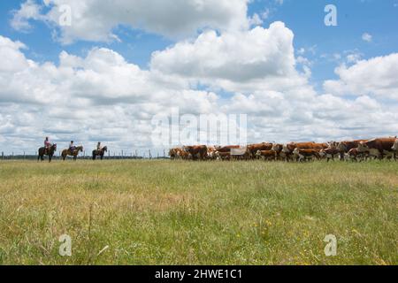 Hereford mucche all'aperto sul pascolo Foto Stock