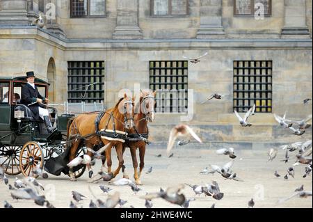 AMSTERDAM - AGOSTO 2011: Carrozza trainata da cavalli circondata da uccelli in Piazza Dam ad Amsterdam, Paesi Bassi, Olanda. Foto Stock