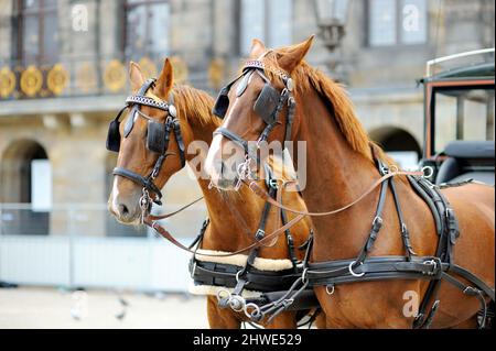 Carrozza trainata da cavalli a Piazza Dam ad Amsterdam, Olanda. Foto Stock