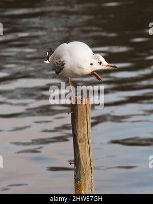 Un gabbiano a testa nera junvenile seduto su un palo di legno su uno sfondo di acqua. Foto Stock