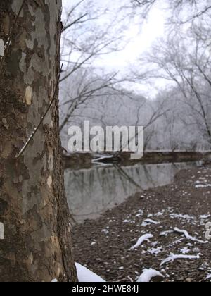 Una macro immagine di un tronco di albero colorato con uno sfondo ghiacciato vento inverno. Foto Stock