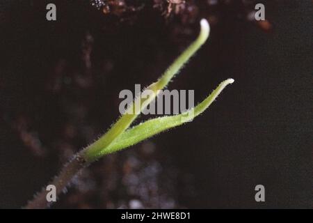 Piantine di pomodoro close up - Solanum lycopersicum piantine close up emergono dal suolo durante il giardinaggio primaverile - orto / vegetariano e vegano Foto Stock