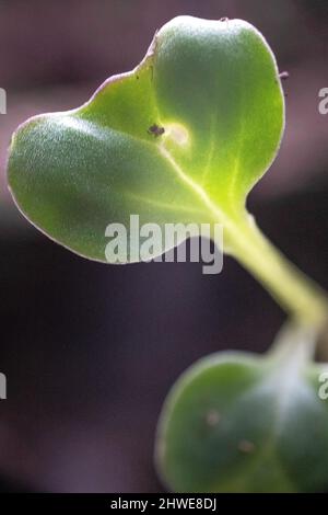 Piantine di broccoli primo piano di piantine di Brassica oleracea - primo piano di germogli di broccoli - giardinaggio primaverile - orto vegetale / vegetariano e vegano Foto Stock