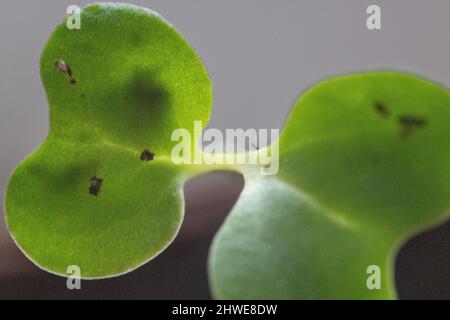 Piantine di broccoli primo piano di piantine di Brassica oleracea - primo piano di germogli di broccoli - giardinaggio primaverile - orto vegetale / vegetariano e vegano Foto Stock