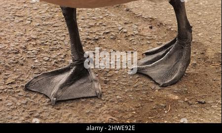 Primo piano dei piedi a nastro di un'oca canadese che cammina su un sentiero stoney Foto Stock