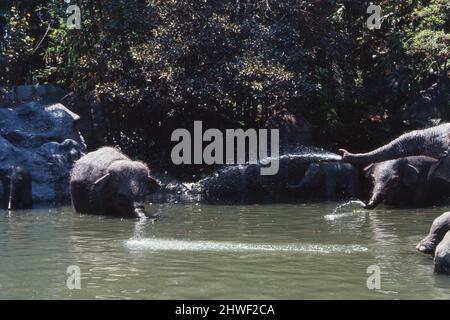 Scene al parco a tema Disneyland ad Anaheim, California, Stati Uniti. Scene della giungla con animali azionati elettronicamente. Giugno 1970. Foto Stock