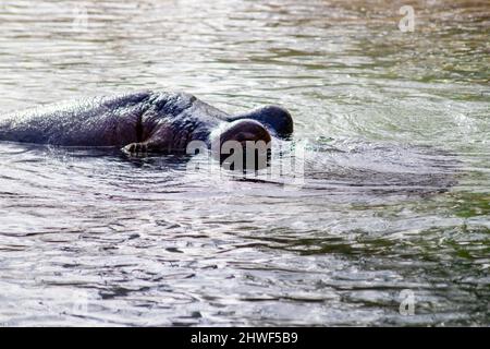 L'ippopotamo anfibio, chiamato anche l'ippopotamo, ippopotamo comune o il fiume ippopotamo, un grande, per lo più erbivoro, mammifero semiacquatico. Foto Stock