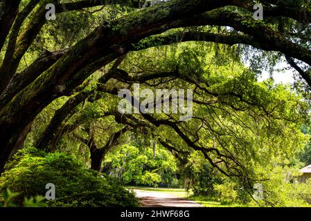 Charleston Tea Garden sull'isola di Wadmalaw, South Carolina. Foto Stock