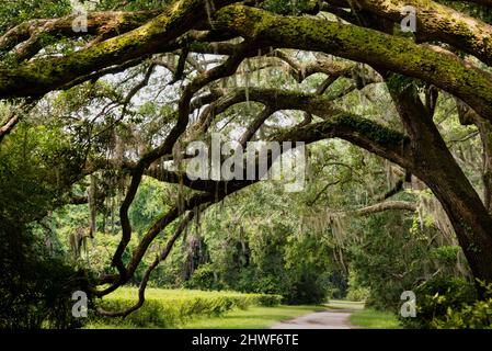 Charleston Tea Garden sull'isola di Wadmalaw, South Carolina. Foto Stock