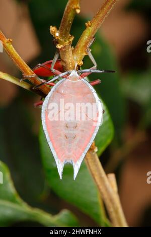 Bug di inchiostro di lychee. Rosea di Lyramorpha. Noto anche come litchi Stink Bug. Nymph grande. Coffs Harbour, New South Wales, Australia Foto Stock