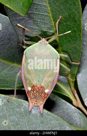 Bug di inchiostro di lychee. Rosea di Lyramorpha. Noto anche come litchi Stink Bug. Ninfa grande o Adulto. Coffs Harbour, New South Wales, Australia Foto Stock