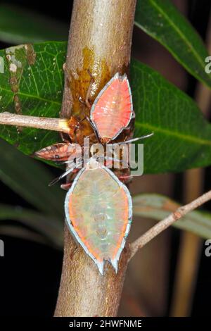 Bug di inchiostro di lychee. Rosea di Lyramorpha. Noto anche come litchi Stink Bug. Tre ninfe di dimensioni diverse che bevono albero sap. Coffs Harbour, New South Wales, Australia Foto Stock
