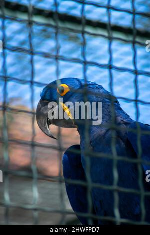 Il macaw di giacinto (Anodorhynchus hyacinthinus), o macaw di iacinthine, è un pappagallo originario del sud America centrale ed orientale.macaw blu. Uccelli in gabbie. Foto Stock