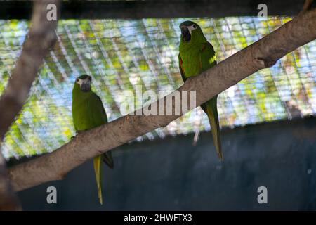 Il macaw rosso-spalla, (Diopsittaca nobilis) è un pappagallo verde dell'America del sud. Foto Stock