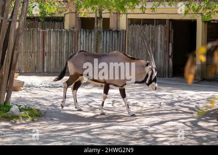 Il gemsbok, gemsbuck o orice sudafricano, è una grande antilope del genere Oryx. È originaria delle aride regioni dell'Africa australe. Foto Stock