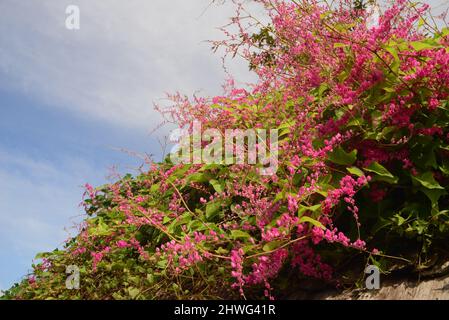 Catena d'amore, Vinem confederato, Coral Vine, Hearts on a Chain, Honolulu Creeper, Mexican Creeper, Mountain Rose, Pink Vine Foto Stock