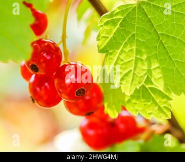 Grappoli di ribes rosso sui rami di un cespuglio alla luce del sole. Concetto di raccolto Foto Stock