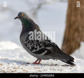 Piccione domestico, Tambuva (Columba livia domestica) Foto Stock