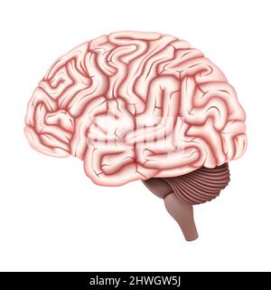 Disegno vettoriale cerebrale. Immagini anatomiche realistiche. Organi interni del corpo umano. 3d illustrazione vettoriale Illustrazione Vettoriale