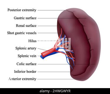 Anatomia della milza umana. Organo parenchimale non associato della cavità addominale. Premistoppa. Vena splenica. Illustrazione realistica con isolamento vettoriale a 3D. Illustrazione Vettoriale