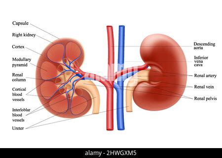 Diagramma che mostra l'anatomia del rene umano. Illustrazione vettoriale realistica a 3D isolati su sfondo bianco Illustrazione Vettoriale