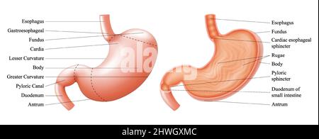 Anatomia dello stomaco umano e della sua struttura conchiglia con descrizione delle parti interne corrispondenti. Sezione sagittale. Illustrazione vettore anatomico Illustrazione Vettoriale