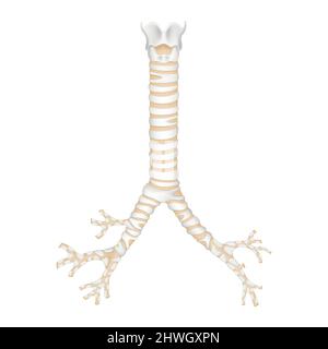 Trachea umana isolata e bronchioli. Disegno realistico del vettore 3D Illustrazione Vettoriale