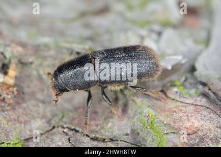 Hylurgus ligniperda - scarabeo comune ha danneggiato i pini nelle foreste. Beetle sulla corteccia di un albero. Foto Stock