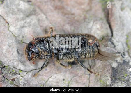 Hylurgus ligniperda - scarabeo comune ha danneggiato i pini nelle foreste. Beetle sulla corteccia di un albero. Foto Stock