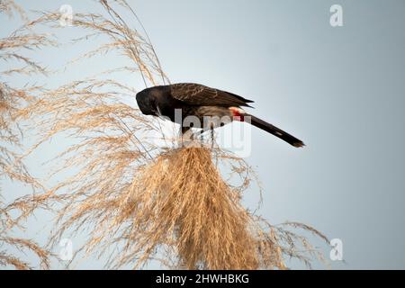 Un bel uccello bulbul rosso ventilato siede su un ramo di albero e in cerca del suo cibo Foto Stock