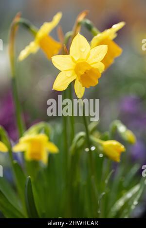 Primo piano di Narcissus cyclamineus 'Tete-a-Tete' fiorito in un giardino primaverile nel Regno Unito Foto Stock