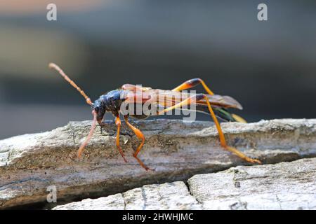 Scarabeo di Longhorn (scarabei di longhorn, Longicorns) Necydalis Major, Necydalinae. Beetle su vecchio legno di quercia. Foto Stock