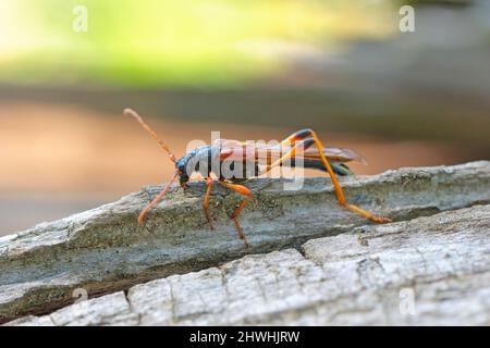 Scarabeo di Longhorn (scarabei di longhorn, Longicorns) Necydalis Major, Necydalinae. Beetle su vecchio legno di quercia. Foto Stock