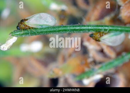 Insetti di abete rosso verde gall apid (Sacchiphantes viridis sinonyms: Chermes viridis, Sacchiphantes abietis viridis) sugli aghi di abete rosso. Foto Stock