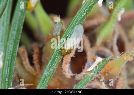 Insetti di abete rosso verde gall apid (Sacchiphantes viridis sinonyms: Chermes viridis, Sacchiphantes abietis viridis) sugli aghi di abete rosso. Foto Stock