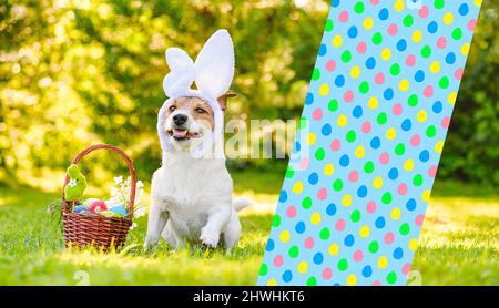 Concetto regalo di Pasqua con il cane che indossa le orecchie conigliate e cestino pieno di uova colorate Foto Stock