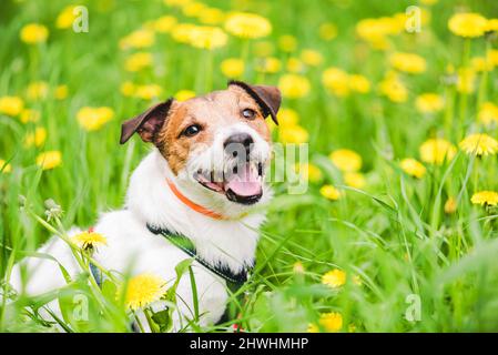 Cane che indossa anti parassiti colletto per prevenire attacchi da parassiti durante la stagione primaverile Foto Stock