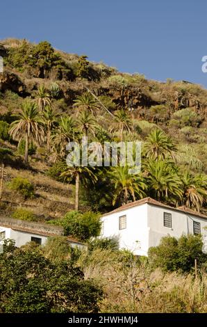 Santa cruz de la Palma, 26 ottobre 2021: Casa e palmeto di Canary Island data palma Phoenix canariensis. La Palma. Isole Canarie. Spagna. Foto Stock