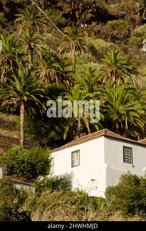 Santa cruz de la Palma, 26 ottobre 2021: Casa e palmeto di Canary Island data palma Phoenix canariensis. La Palma. Isole Canarie. Spagna. Foto Stock