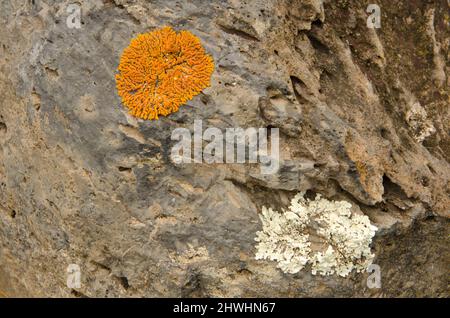 Diverse specie di licheni su una roccia con Xantoria sp. In cima. Mazo. La Palma. Isole Canarie. Spagna. Foto Stock