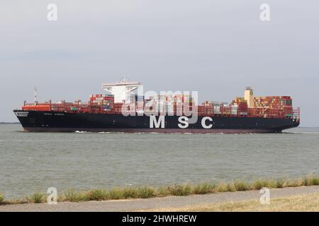 una grande nave da carico sta navigando attraverso il mare westerschelde lungo la parete marina da anversa verso l'inghilterra nel primo piano estivo Foto Stock