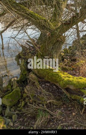 vecchio tronco di albero del salice cresciuto con muschio Foto Stock