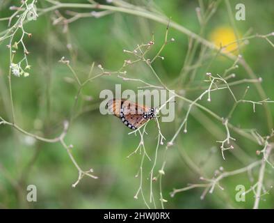 Una piccola farfalla arancione arroccata su alcune spine selvatiche Foto Stock