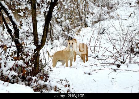 i cani amstaff sono fantastici nella foresta invernale. Stile di vita attivo, escursioni e trekking con animali domestici in stagione fredda, portando cani in lunghe passeggiate. Foto Stock